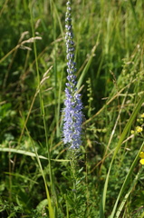 Veronica linariifolia