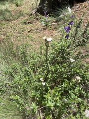 Oxylobus arbutifolius