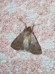 Protolampra sobrina