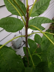 Fraxinus pennsylvanica subintegerrima