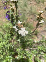 Oxylobus arbutifolius