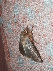Protolampra sobrina