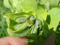 Cerinthe minor