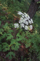 Heracleum moellendorffii
