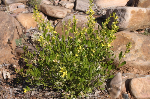 wavy goodenia (Goodenia vernicosa)