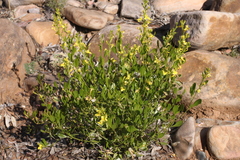 Goodenia vernicosa