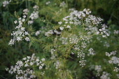 Sphallerocarpus gracilis