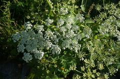 Heracleum moellendorffii