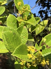 Davilla