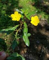 Ludwigia peploides glabrescens