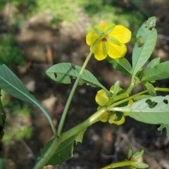 Ludwigia peploides glabrescens