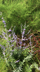 Salvia yangii