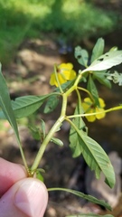 Ludwigia peploides glabrescens
