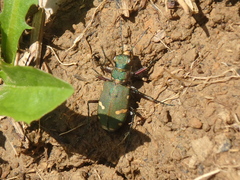 Cicindela desertorum