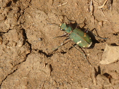Cicindela desertorum