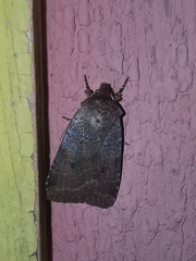Protolampra sobrina