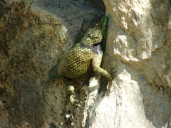 Sceloporus taeniocnemis