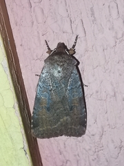 Protolampra sobrina