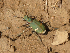 Cicindela desertorum