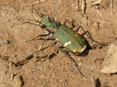 Cicindela desertorum