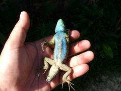 Sceloporus taeniocnemis