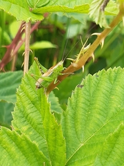 Anisoptera
