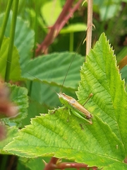 Anisoptera
