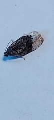 Apotomis betuletana