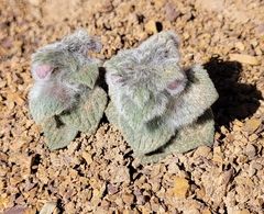 Eriophyton wallichii