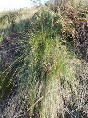 Ficinia fascicularis