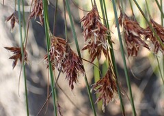 Ficinia fascicularis