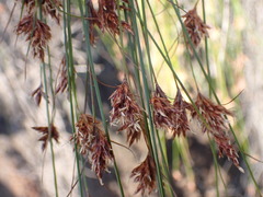 Ficinia fascicularis