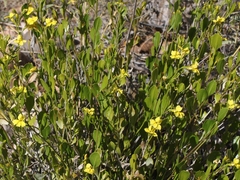 Goodenia vernicosa