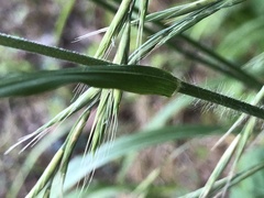 Bromus ramosus