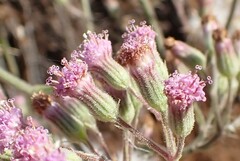 Senecio purpureus
