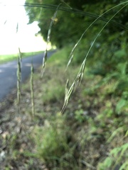 Bromus ramosus