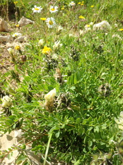 Astragalus cicer