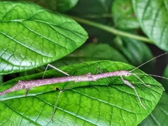 Planososibia esacus