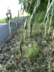 Bromus ramosus