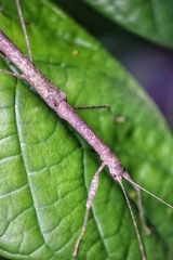 Planososibia esacus