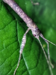 Planososibia esacus