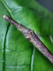 Planososibia esacus