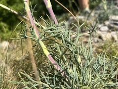 Peucedanum officinale