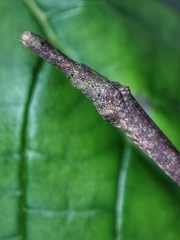 Planososibia esacus