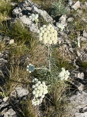 Peucedanum officinale