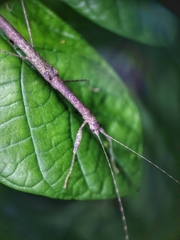 Planososibia esacus