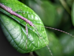 Planososibia esacus