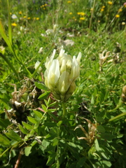 Astragalus cicer
