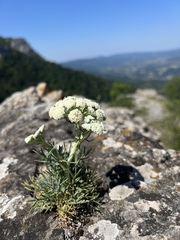 Peucedanum officinale