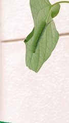 Agrius convolvuli